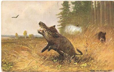 Postcard Hunting Wild Boar