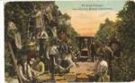 Postcard Picking Oranges Covina Ranch CA