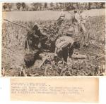 WWII German Press Photo Flak Artillery Guns